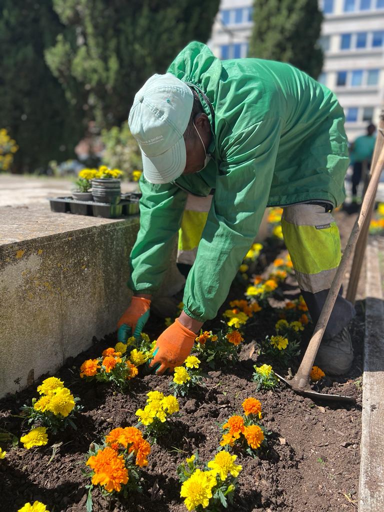 Cravos túnicos embelezam o Jardim Conde Valbom | Junta de Freguesia de  Avenidas Novas